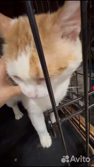 Рыжик ищет дом