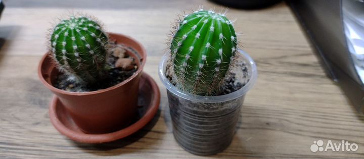 Кактусы комнатные неприхотливые