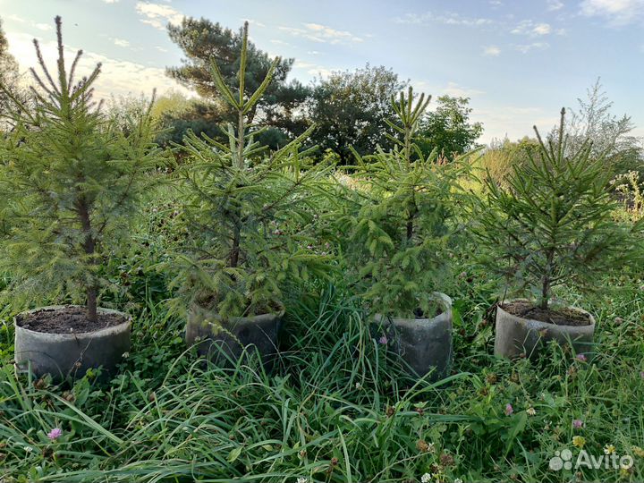 Ель зелёная обыкновенная