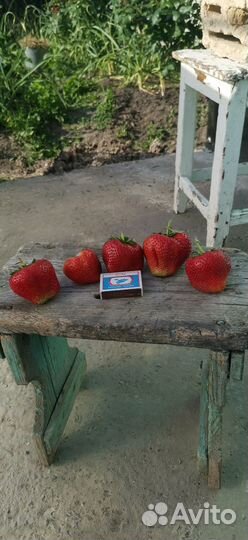 Рассада клубники чамора туруси и купчиха )