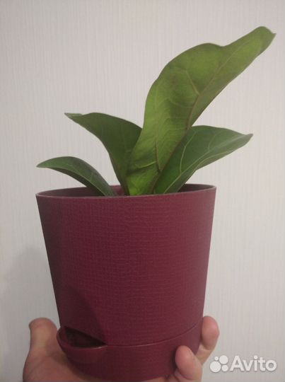 Фикус бомбино