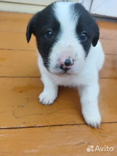 Отдам щенков