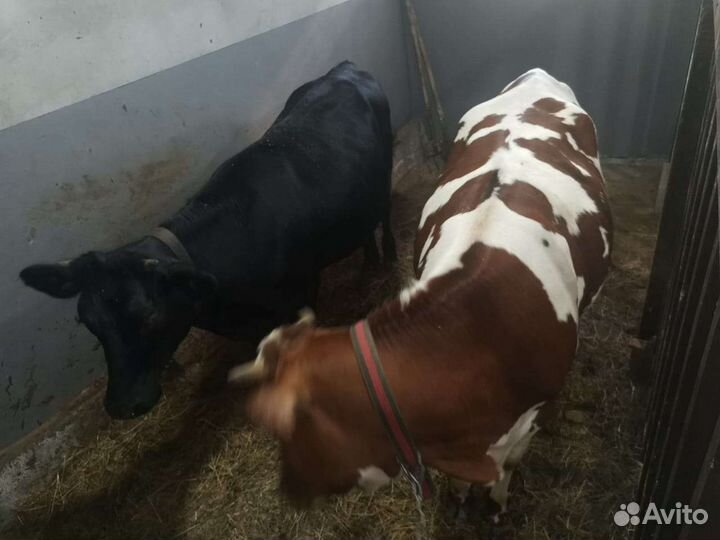 Племенные нетели