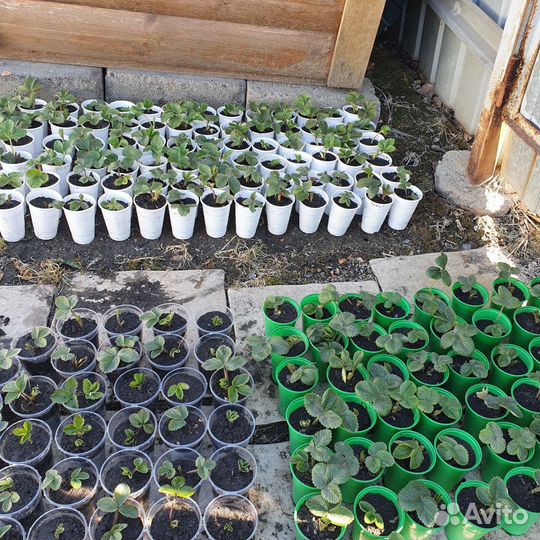 Рассада клубники