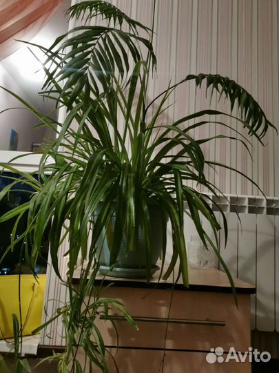 Комнатные цветы пальма