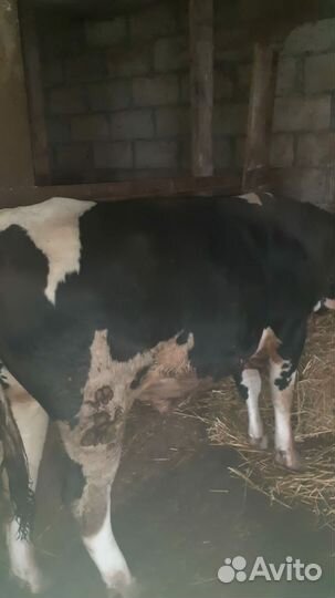 Домашние животные