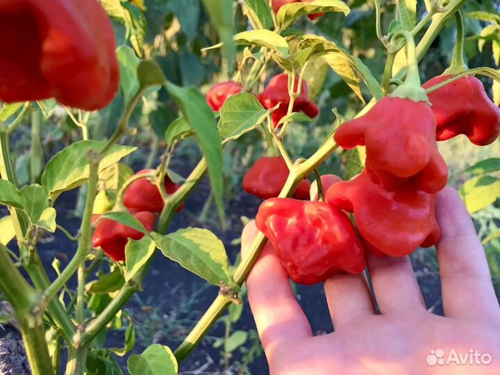 Семена острого перца Колокольчик