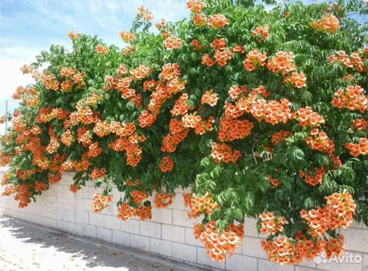 Саженцы кампсиса