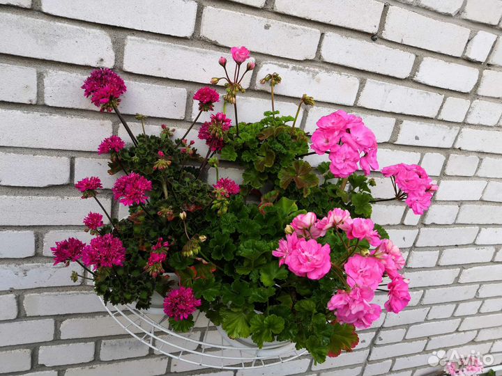 Срезы сортовых пеларгоний