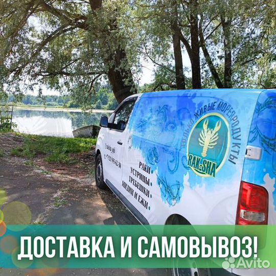 Сет Гребешок морской на 2х из живых гребешков