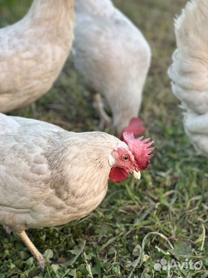 Куры несушки