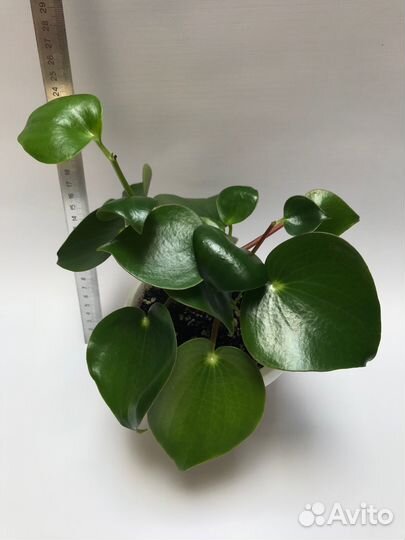 Пеперомия Рейндроп