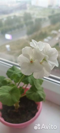 Герани и пеларгонии