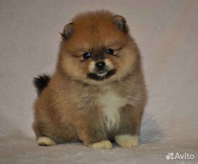 Померанский шпиц