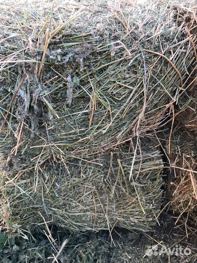 Продаётся зелёное сено люцерны и разнотравия