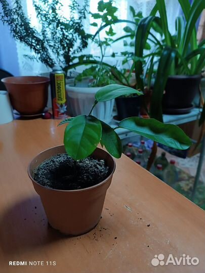 Лимон плодоносящий