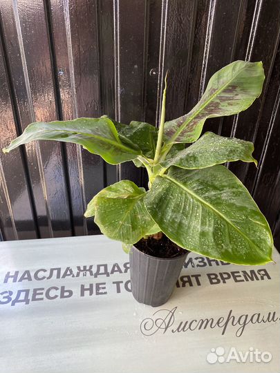 Комнатный банан Муса