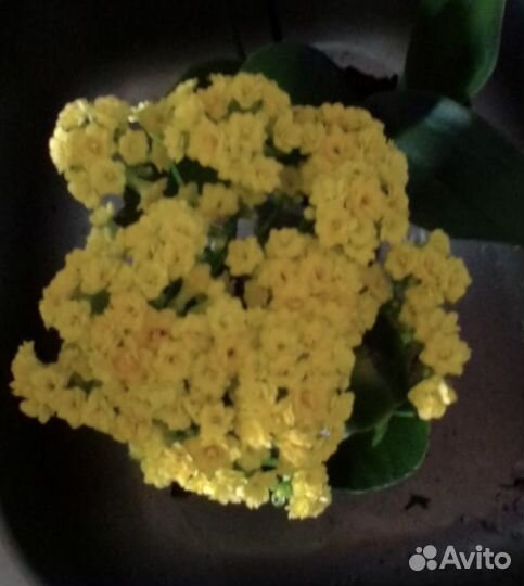 Орхидея Фаленопсис