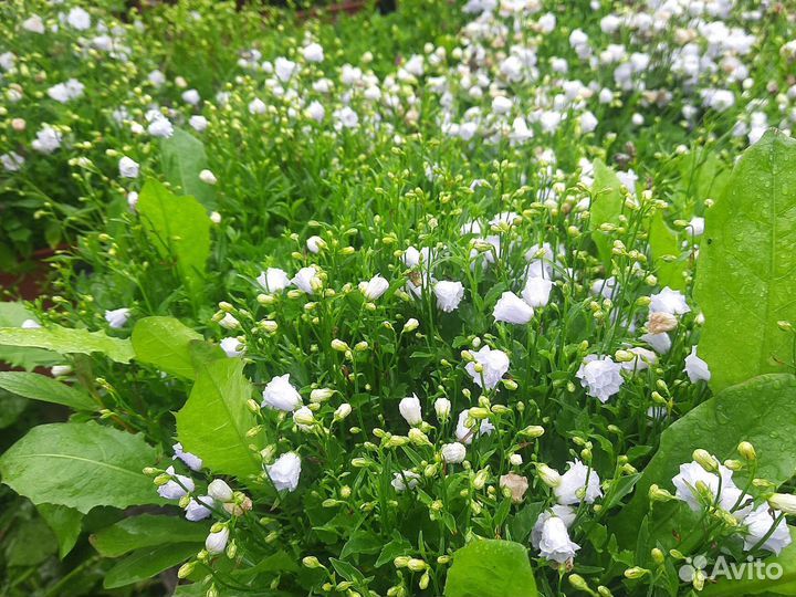 Колокольчик ложечницелистный Elizabeth Oliver