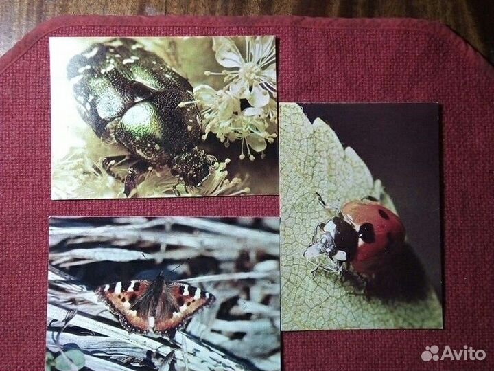 Открытки СССР (Насекомые) 1980 год