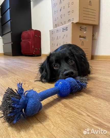 Самец вязка