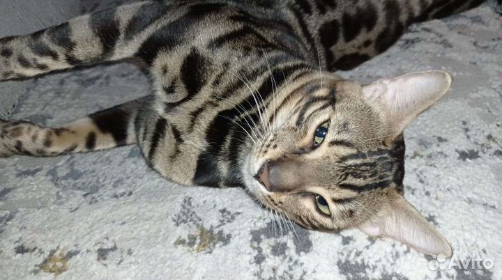 Бенгальский кот. Вязка