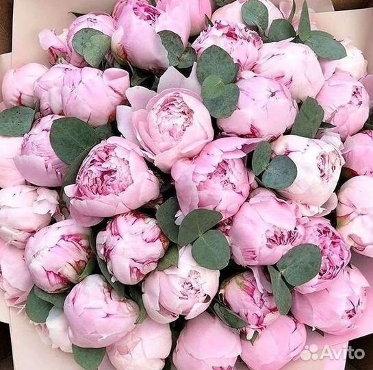 Пионы Букет