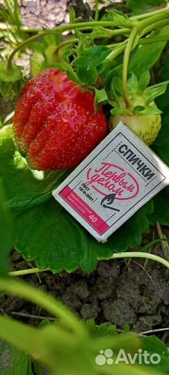 Рассада клубники