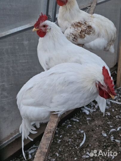 Молодые петухи