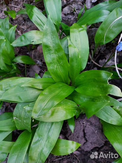 Луковицы черемши