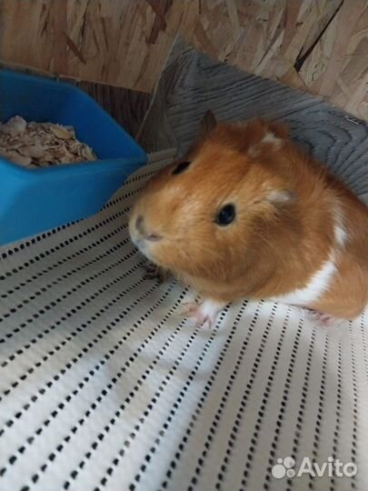 Стеллаж для морских свинок