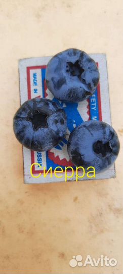 Саженцы голубики