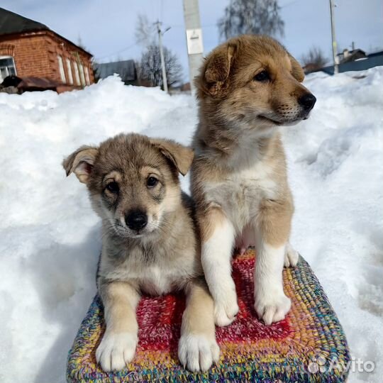 Щенки в добрые руки
