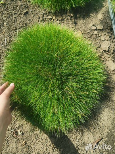 Растения, цветы для сада