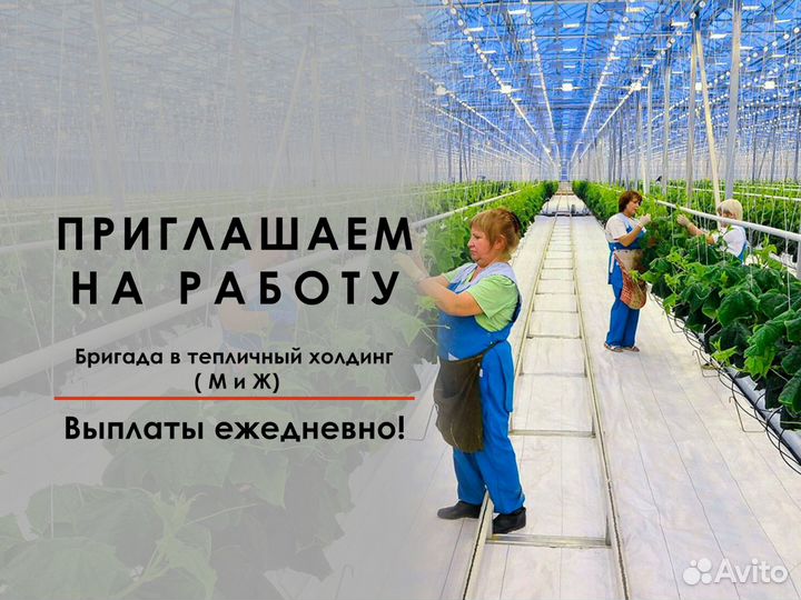 Бригада в тепличный холдинг (М и Ж)