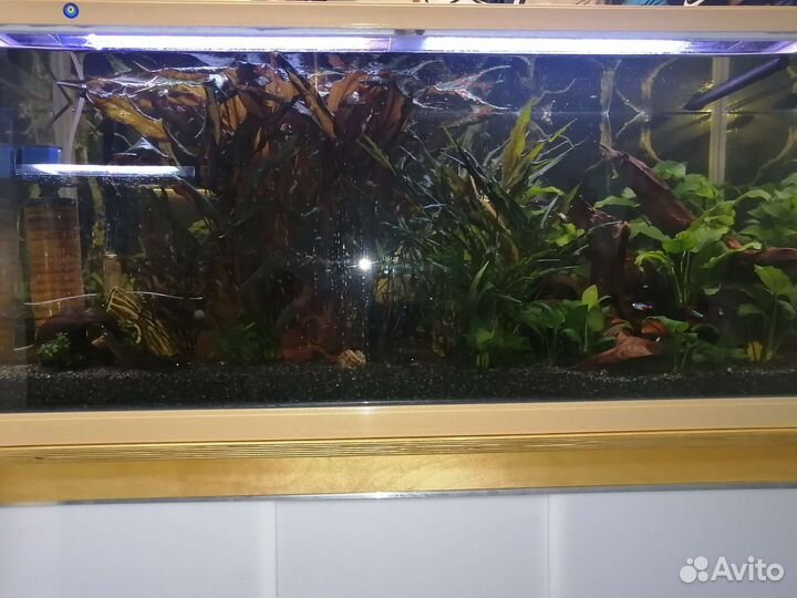 Аквариум jebo