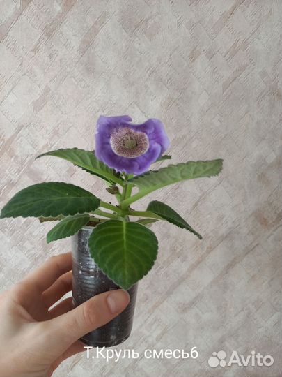 Глоксинии