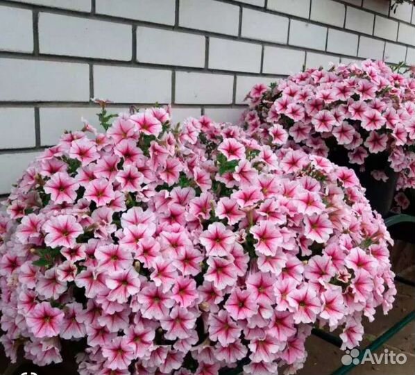 Петуния опера суприм Расбери Ай, ампельная