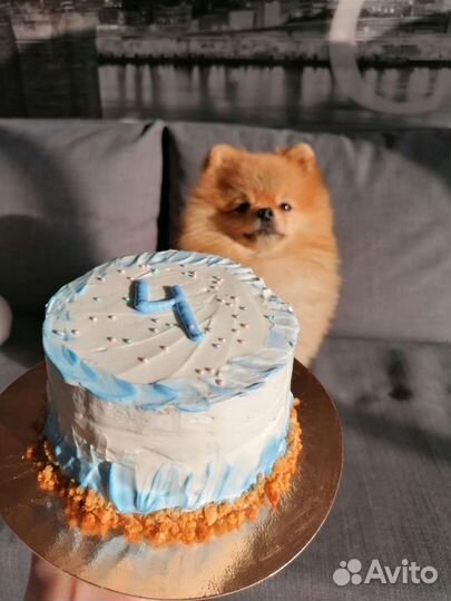 Торт для собак