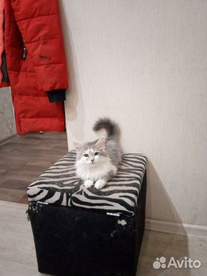 Котята из садов