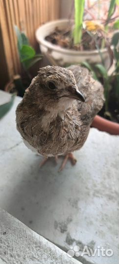 Перепёлки Селадон