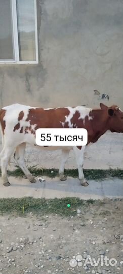 Коровы и телята