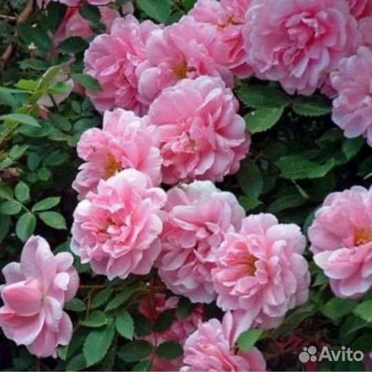 Роза плетистая Джон Девис