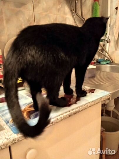 Кошки
