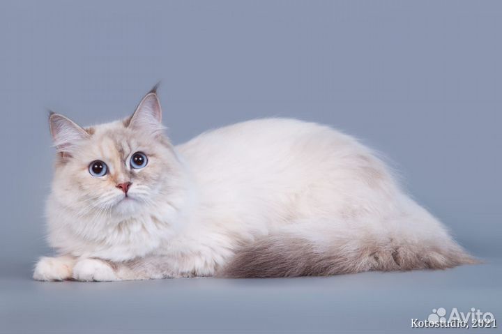 Сибирские котята