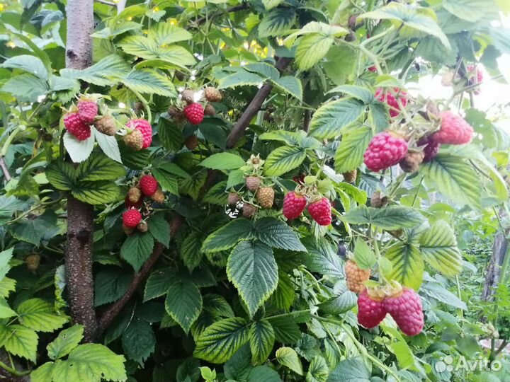 Летние крупноплодные сорта малины