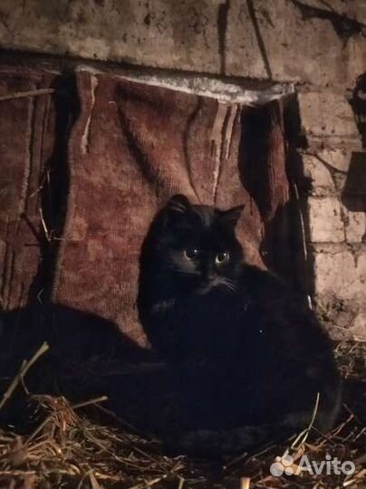 Кошки - мышеловки