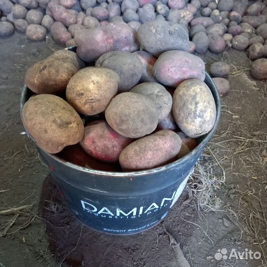 Продам картофель