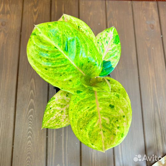 Аглаонема Эппл Фэнтази