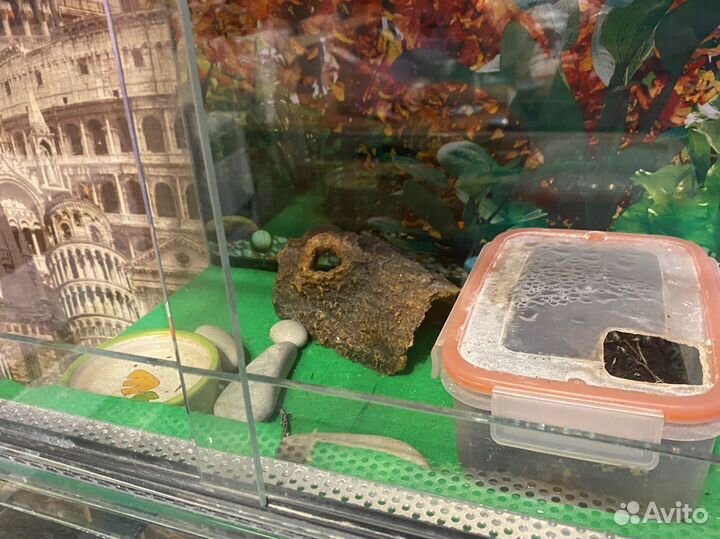 Геккон эублефар